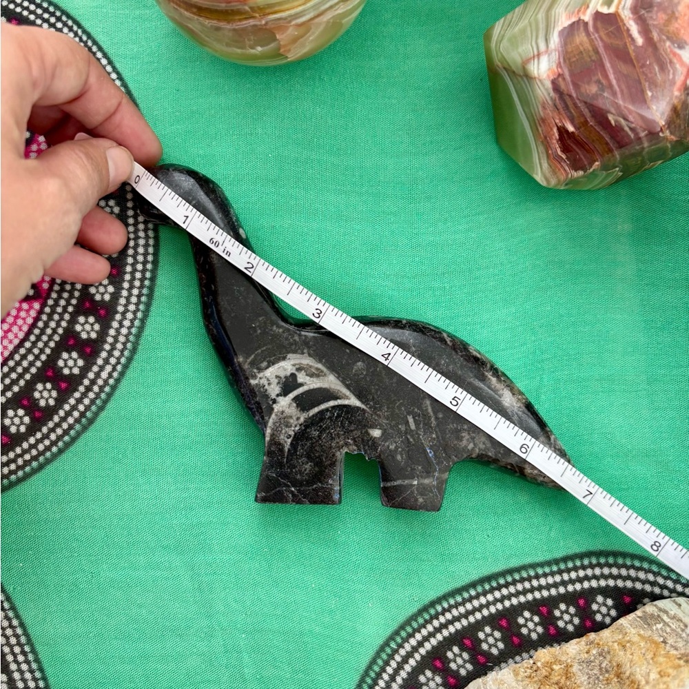 Orthoceras dinosaur - Picture 5 of 5